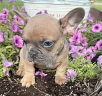 River, a male French Bulldog for sale in Claremore, OK – 4 of 5