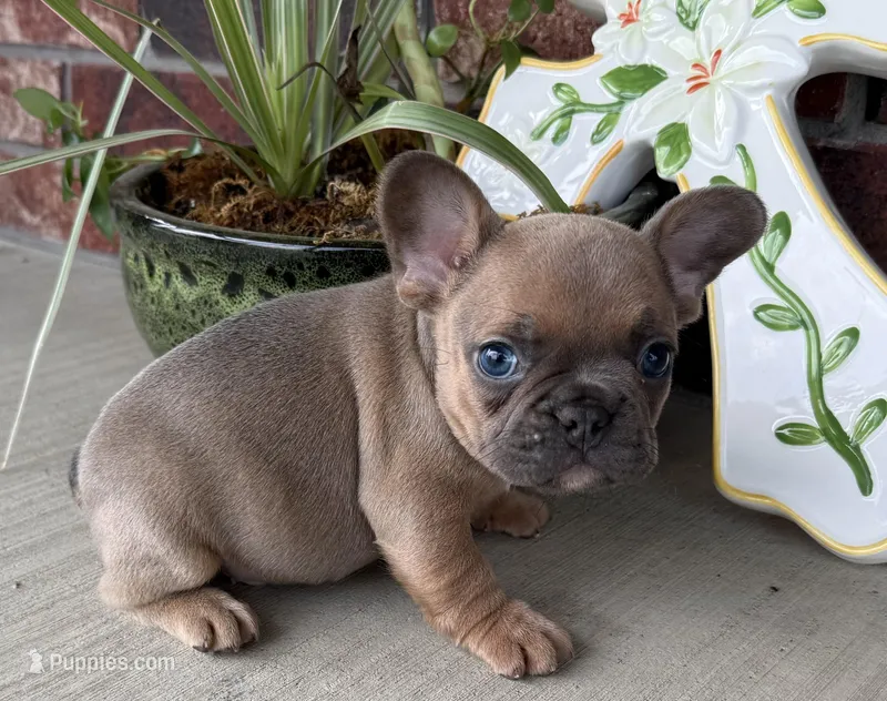 River – French Bulldog puppy for sale in Claremore, OK