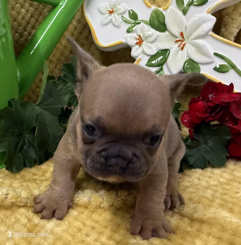 River – French Bulldog puppy for sale in Claremore, OK