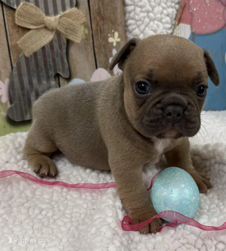 River – French Bulldog puppy for sale in Claremore, OK