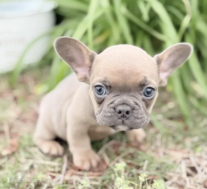 River – French Bulldog puppy for sale in Claremore, OK