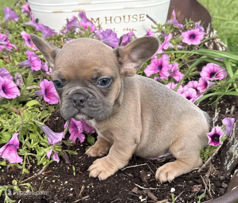 River – French Bulldog puppy for sale in Claremore, OK