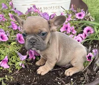 River, a male French Bulldog for sale in Claremore, OK – 5 of 5