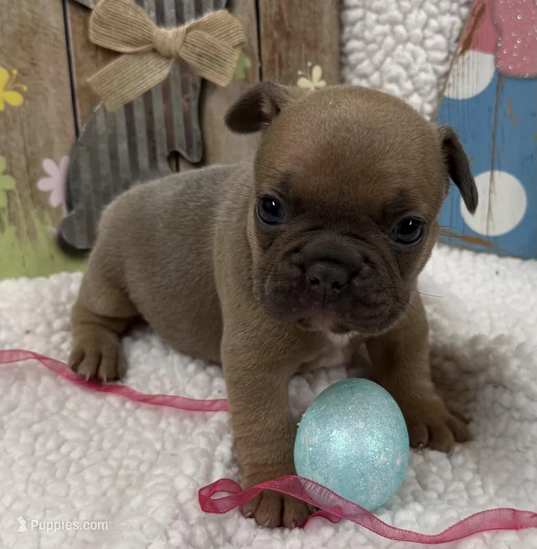 River – French Bulldog puppy for sale in Claremore, OK