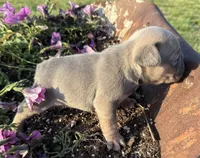 River, a male French Bulldog for sale in Claremore, OK – Photo 3 of 3