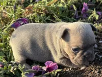 River, a male French Bulldog for sale in Claremore, OK – Photo 1 of 3