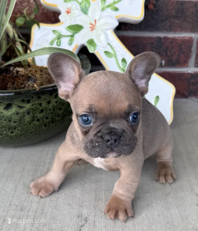 River – French Bulldog puppy for sale in Claremore, OK