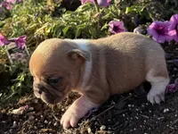 Lily, a female French Bulldog for sale in Claremore, OK – Photo 3 of 3