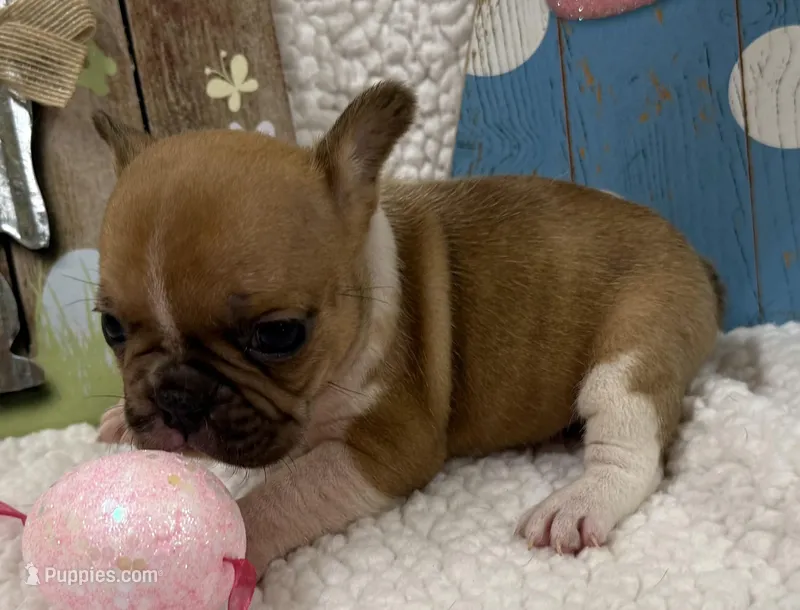 Lily – French Bulldog puppy for sale in Claremore, OK