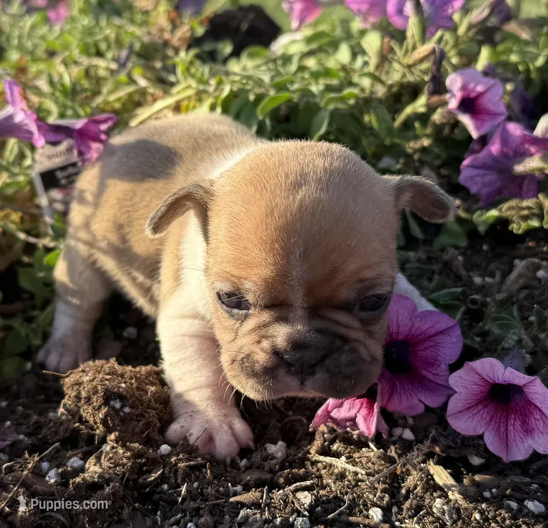 Lily – French Bulldog puppy for sale in Claremore, OK
