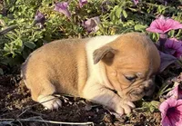 Lily, a female French Bulldog for sale in Claremore, OK – Photo 2 of 3