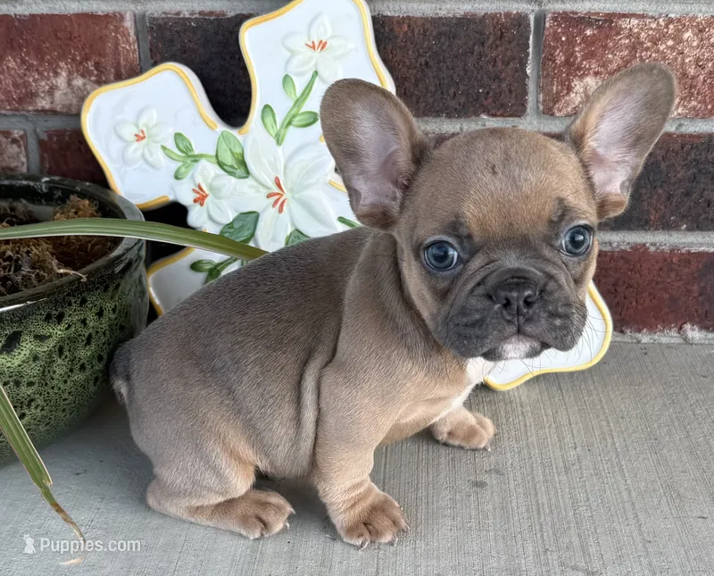 River – French Bulldog puppy for sale in Claremore, OK