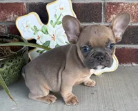 River, a male French Bulldog for sale in Claremore, OK – 1 of 5