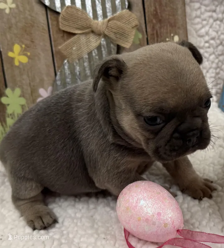 Poppy – French Bulldog puppy for sale in Claremore, OK