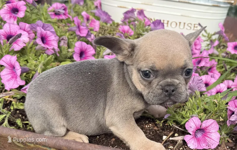 Poppy – French Bulldog puppy for sale in Claremore, OK