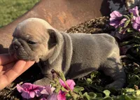 Poppy, a female French Bulldog for sale in Claremore, OK – Photo 3 of 3