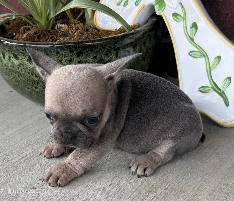 Poppy – French Bulldog puppy for sale in Claremore, OK