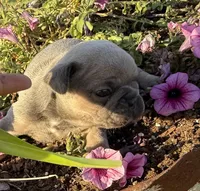 Poppy, a female French Bulldog for sale in Claremore, OK – Photo 2 of 3