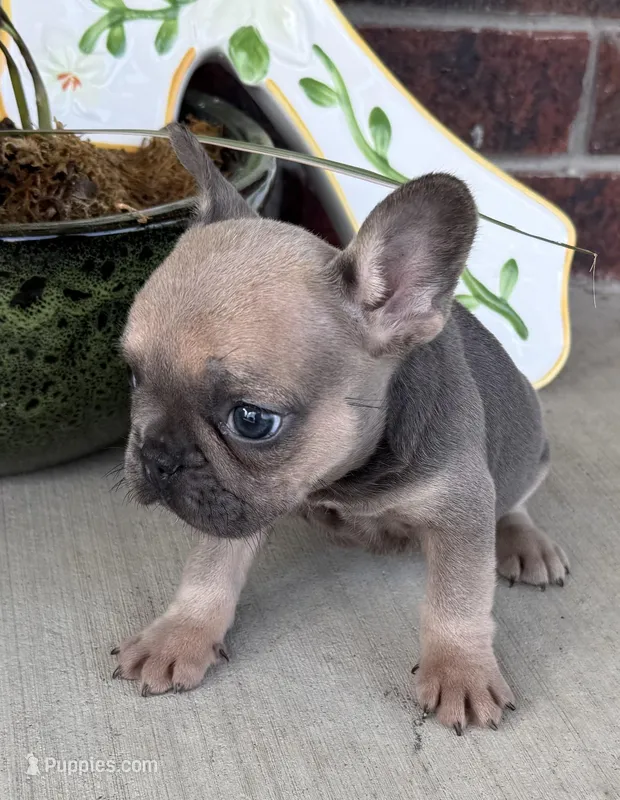 Poppy – French Bulldog puppy for sale in Claremore, OK