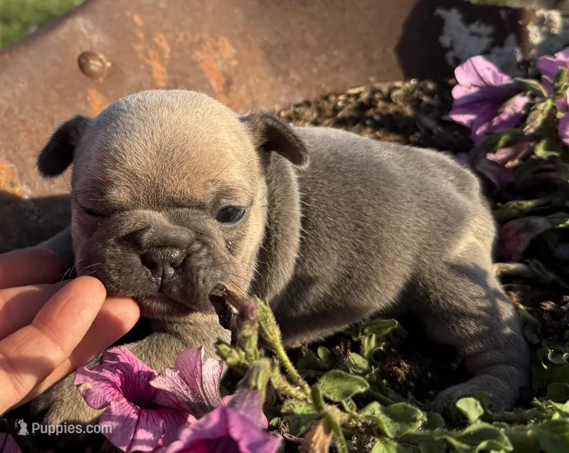 Poppy – French Bulldog puppy for sale in Claremore, OK