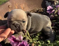 Poppy, a female French Bulldog for sale in Claremore, OK – Photo 1 of 3