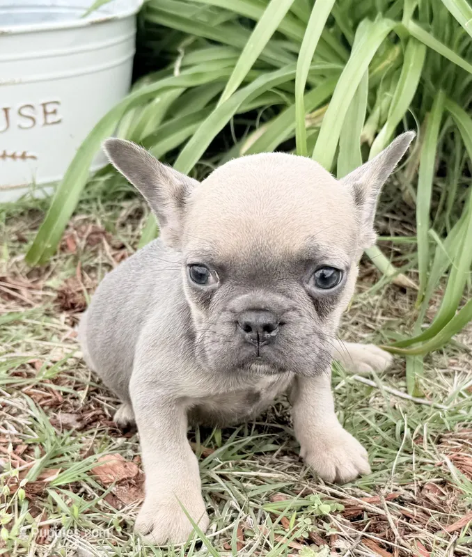 Poppy – French Bulldog puppy for sale in Claremore, OK