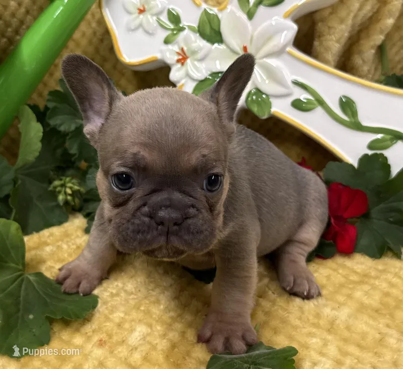 Poppy – French Bulldog puppy for sale in Claremore, OK