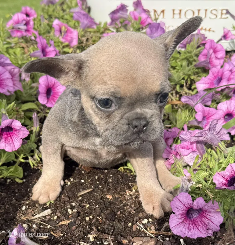 Poppy – French Bulldog puppy for sale in Claremore, OK