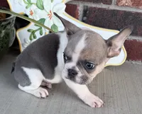 Stormy, a male French Bulldog for sale in Claremore, OK – 3 of 6