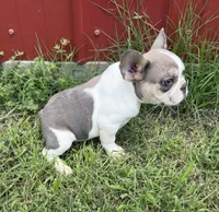 Cooper, a male French Bulldog for sale in Claremore, OK – 7 of 7