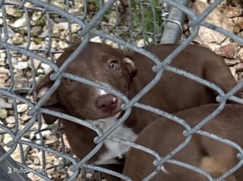 Rugar   – Australian Kelpie, Border Collie puppy for sale in Claremore, OK