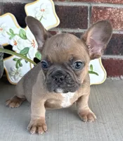 River, a male French Bulldog for sale in Claremore, OK – 2 of 5