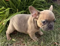 Rocky, a male French Bulldog for sale in Claremore, OK – 4 of 6