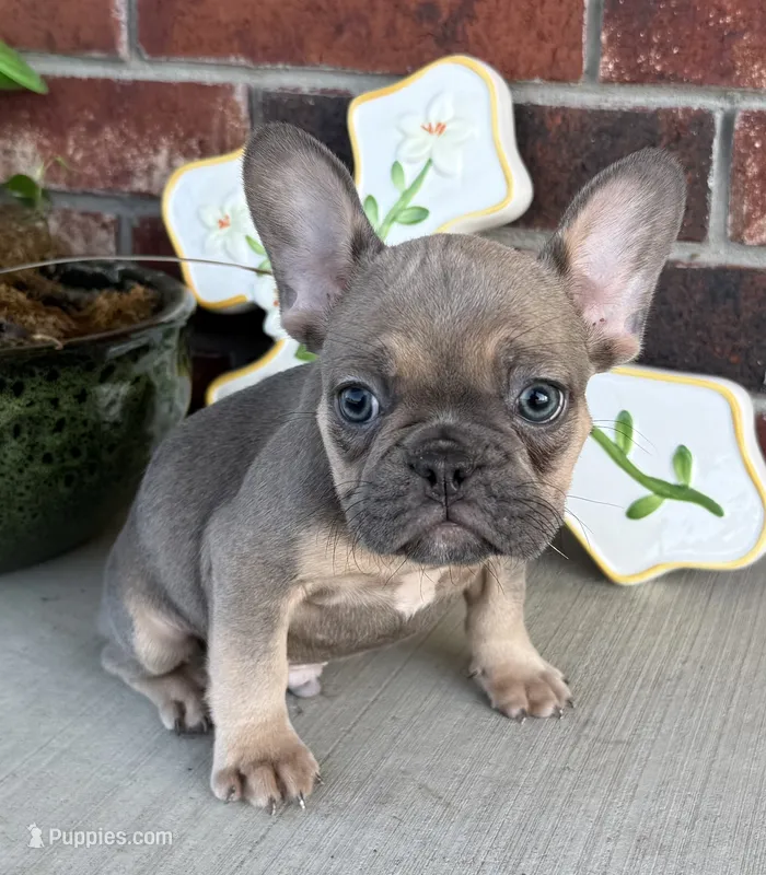 Rowdy – French Bulldog puppy for sale in Claremore, OK