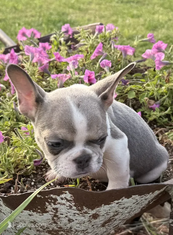 Stormy – French Bulldog puppy for sale in Claremore, OK