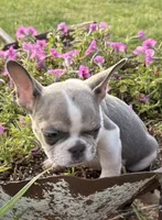 Cooper, a male French Bulldog for sale in Claremore, OK – 1 of 7