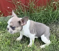 Cooper, a male French Bulldog for sale in Claremore, OK – 6 of 7