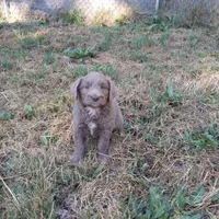 No name, a female Miniature Aussiedoodle for sale in Bonney Lake, WA – 2 of 2