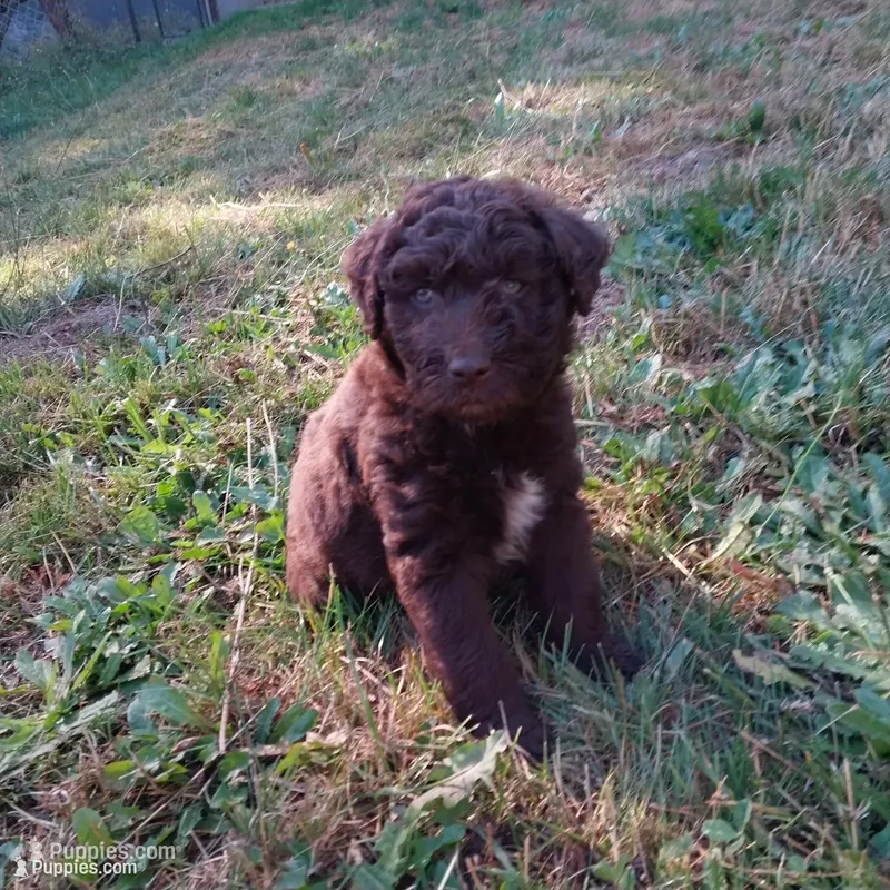 No name – Miniature Aussiedoodle puppy for sale in Bonney Lake, WA