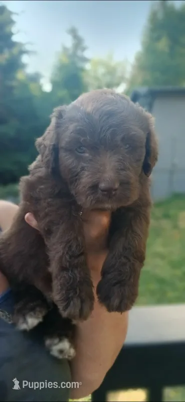 No name – Miniature Aussiedoodle puppy for sale in Bonney Lake, WA