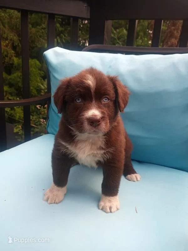 No name – Miniature Aussiedoodle puppy for sale in Bonney Lake, WA