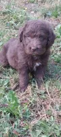 No name, a female Miniature Aussiedoodle for sale in Bonney Lake, WA – 2 of 2