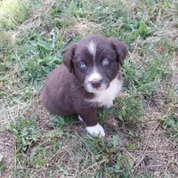 No name, a male Miniature Aussiedoodle for sale in Bonney Lake, WA – 2 of 2