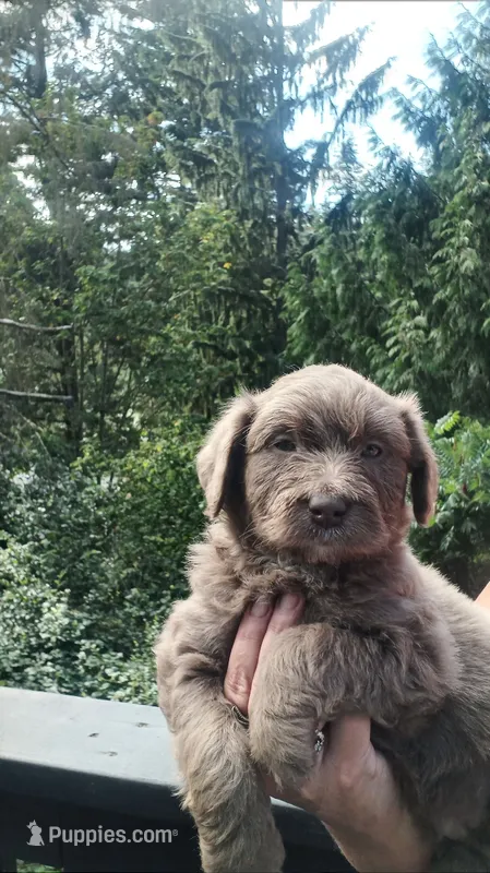 No name – Miniature Aussiedoodle puppy for sale in Bonney Lake, WA