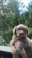 No name, a female Miniature Aussiedoodle for sale in Bonney Lake, WA – 1 of 2