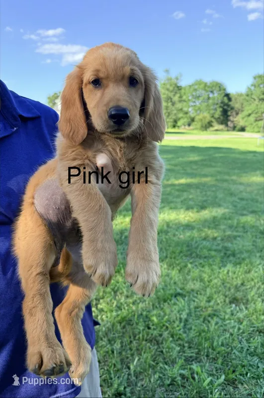 Pink Girl – Golden Retriever puppy for sale in Section, AL