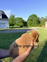 Lime Green Boy, a male Golden Retriever for sale in Section, AL – 2 of 4
