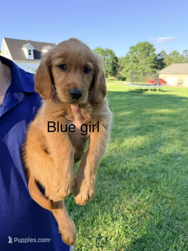 Blue Girl – Golden Retriever puppy for sale in Section, AL