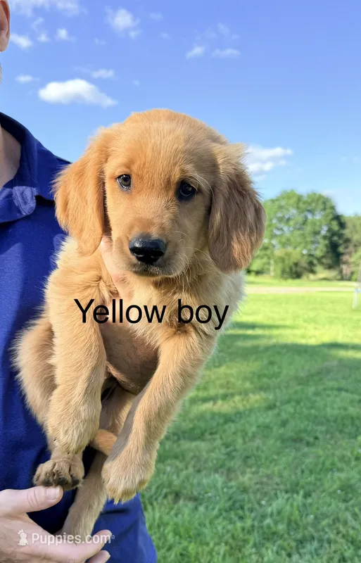 Yellow Boy – Golden Retriever puppy for sale in Section, AL
