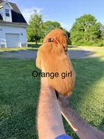 Orange Girl, a female Golden Retriever for sale in Section, AL – 4 of 4